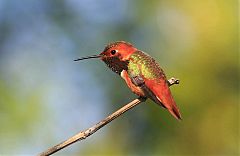 Allen's Hummingbird